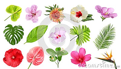 Set with beautiful tropical flowers Stock Photo