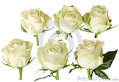 Set of beautiful white rose with rain drops isolated on white Stock Photo