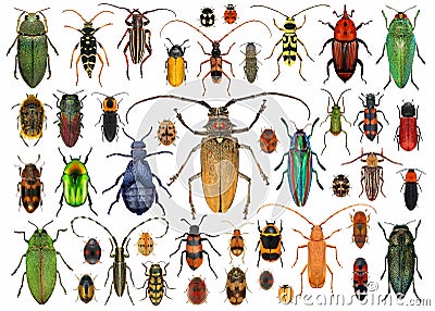 Set of beetles Coleoptera Stock Photo