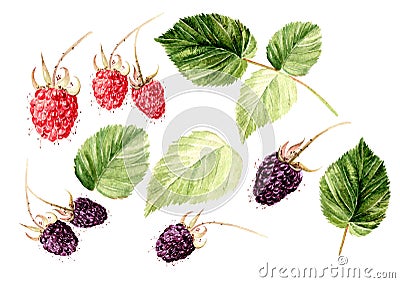 Set with berries and leaves of raspberries and blackberries. Stock Photo