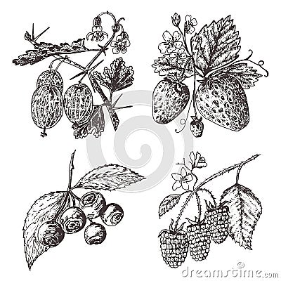 Set berries. raspberry, blueberry, strawberry, gooseberry. engraved hand drawn in old sketch, vintage style. Holiday Vector Illustration