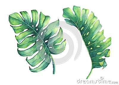 Set of big tropical green leaf of Monstera plant. Stock Photo