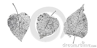 Set of black gray skeletons leaves on white background. Fallen foliage for autumn designs. Natural leaf aspen and birch Vector Illustration