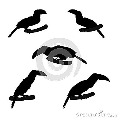 Set of black silhouette of toucan on white background. Shape of exotic bird Vector Illustration