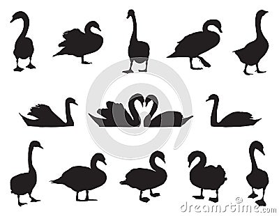 Set of black swans silhouettes vector silhouettes Vector Illustration