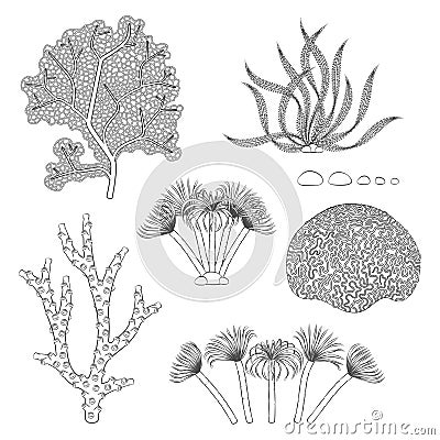 Set of black and white illustrations with corals and algae. Isolated vector objects. Vector Illustration