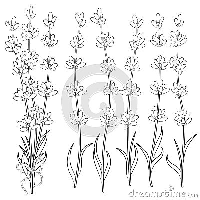 Set of black and white images of lavender sprigs. Vector Illustration