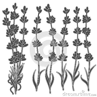 Set of black and white images of lavender sprigs. Isolated objects. Vector Illustration