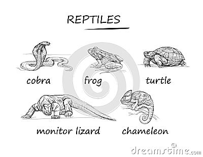 Set of black and white isolated drawings of reptiles. Wildlife animals. Illustrations for encyclopedia, children book, fabric, Vector Illustration