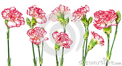 Set of blooming carnation Stock Photo