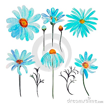 a set of blue camomile in watercolor isolated Stock Photo