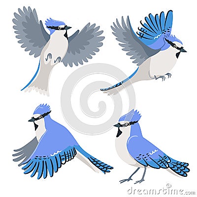 Set of blue jays isolated on a white background. Vector graphics Stock Photo