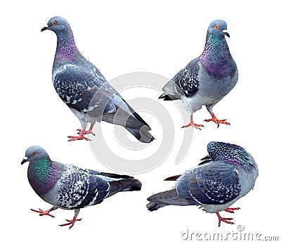 Set of blue pigeon isolated on white background with clipping path. Group of pet dove birds walk action on the ground Stock Photo