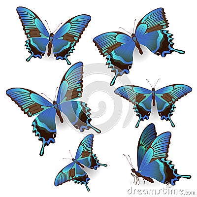 Set of blue realistic sailboat butterflies isolated on white background. Vector picture. For the design of wedding invitations, Stock Photo