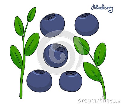 A set of blueberry elements. Sprigs bilberries with leaves and blue berries. Forest plant huckleberry. Isolated whortleberry or bl Stock Photo