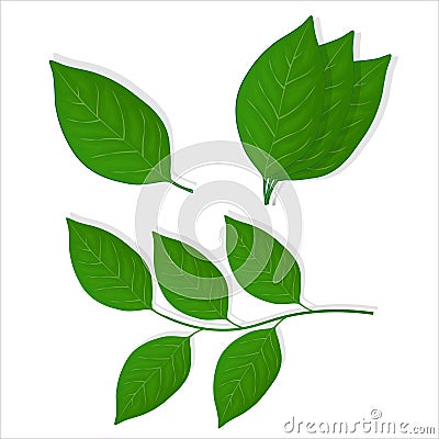 Set of blueberry green leaves illustration for web isolated on white background Vector Illustration