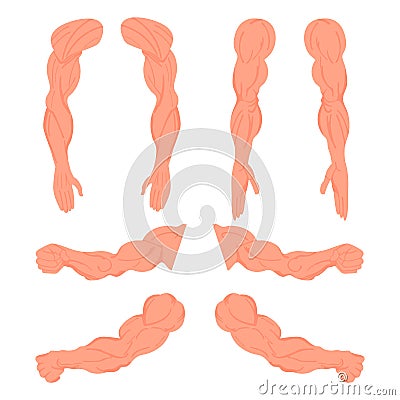 Set of a bodybuilder hands. Male muscular anatomy. Vector illustration Vector Illustration