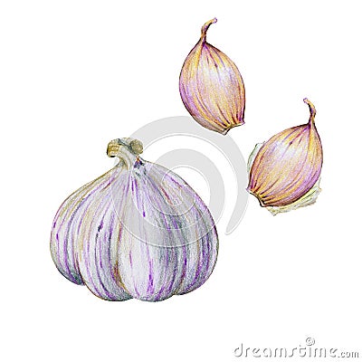 Set of botanical illustration isolated on a white background, garlic head and garlic cloves, hand-drawn, colored pencil Cartoon Illustration