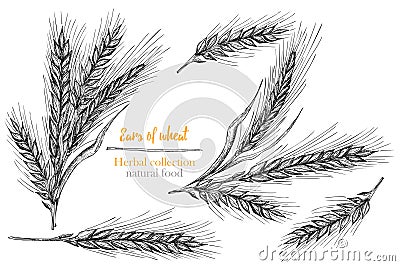 Set botany hand drawn sketch Ears of wheat sheaf isolated on white background. Engraving style. Herbal frame. Natural Vector Illustration