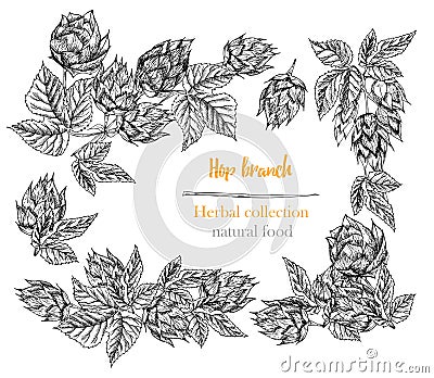 Set of botany hand drawn sketch hop borders and frames isolated on white background. Line drawing. Herbal frame. Natural Vector Illustration