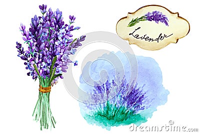 Set of a bouquet of lavender flowers, label and lavender bush on a white background. Hand drawn watercolor Cartoon Illustration