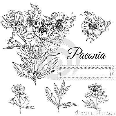 Set with bouquet and single flowers of peony and leaves. Hand drawn ink sketch. Black elements isolated on white background Vector Illustration