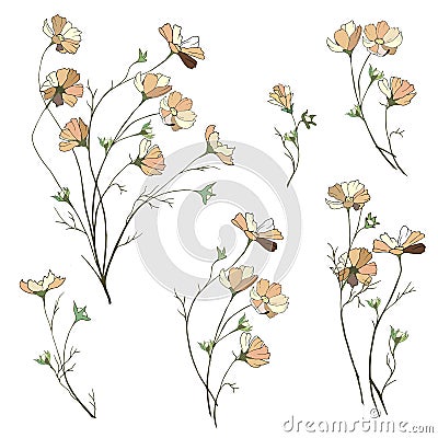 A set of bouquets of small daisies on a white background. Hand-drawn spring flowers Vector Illustration