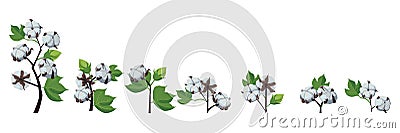 Set. A branch of a cotton plant. Natural fluffy fiber on the handle. Vector Illustration