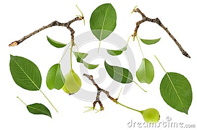 Set of branch, leaf and fruit pear or fruit tree isolated on white background Stock Photo