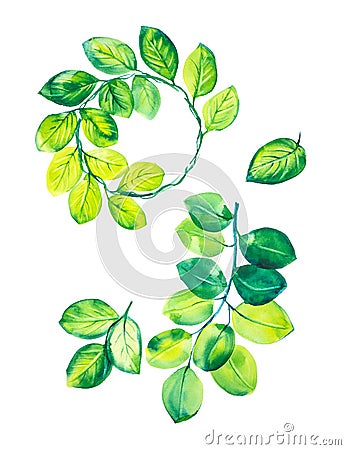 A set of branches with green leaves,green leaves and a wreath of eucalyptus leaves. Watercolor illustration isolated on white Cartoon Illustration