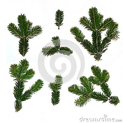 Set of branches of needles Stock Photo