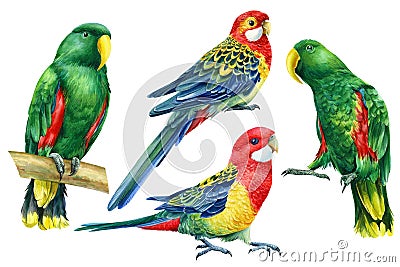 Set with bright birds, parrots on an isolated white background, watercolor botanical painting Cartoon Illustration