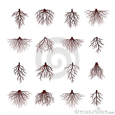 Set of Brown Tree Roots. Vector Illustration Vector Illustration