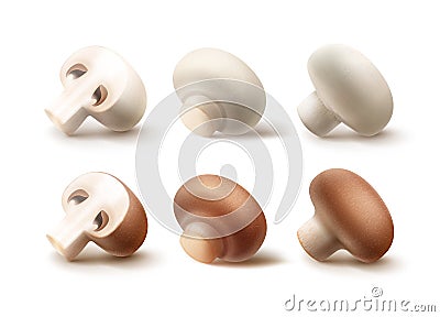 Set of Brown White Portabello Agaricus Champignons Mushrooms Close up Vector Illustration