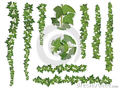 Set of brushes ivy vine branches Vector Illustration