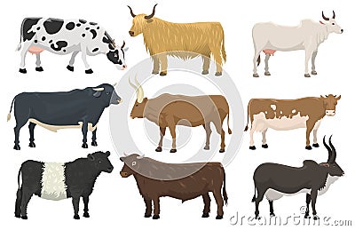 Set of bulls and cows farm animal cattle mammal nature beef agriculture and domestic rural bovine horned cartoon buffalo Vector Illustration