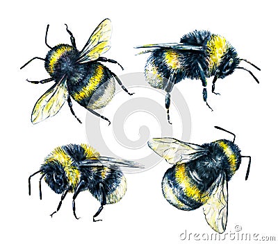 Set of bumblebees on a white background. Watercolor drawing. Insects art. Handwork Stock Photo