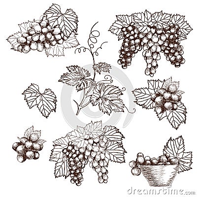 Set of Bunch grapes sketch style vector illustration. Old engraving imitation. Hand drawn Vector Illustration