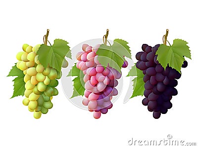 Set of bunches of grapes Vector Illustration