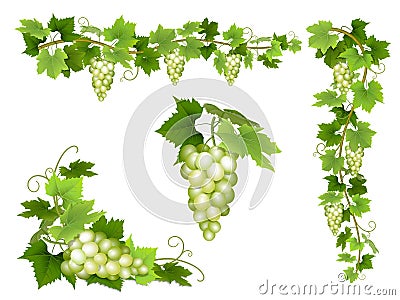 A set of bunches of white grapes. Vector Illustration