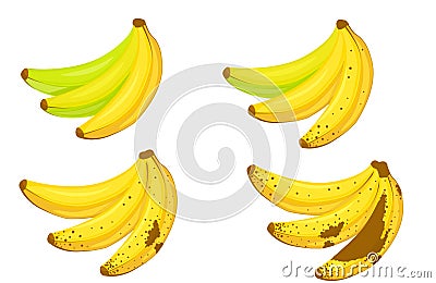 A set of bundles of bananas - green and non-empty bananas and mature and overripe bananas. Vector Illustration