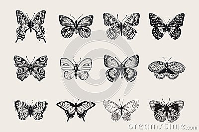 Set of butterflies. Vector vintage classic illustration. Vector Illustration