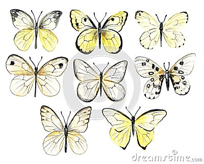 Set of butterflies. Vintage elegant ink and pencil illustration Cartoon Illustration