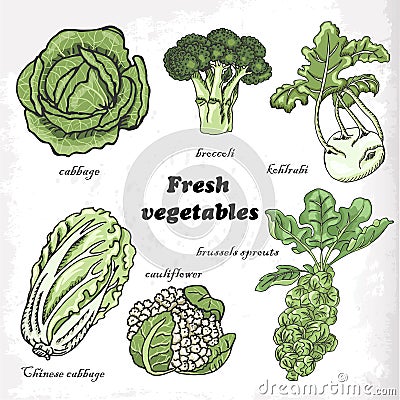 Set of cabbages - cauliflower, Chinese cabbage, broccoli, Brussels sprouts, kohlrabi Cartoon Illustration