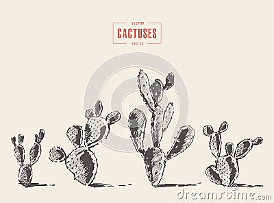 Set cacti cacti opuntia drawn vector sketch Vector Illustration