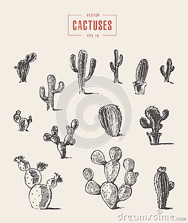 Set cactus hand drawn vector illustration sketch Vector Illustration
