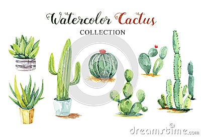 Set cactus hand paint watercolor collection. Vector Illustration