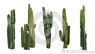 Set of cactus real plants isolated on white background Stock Photo