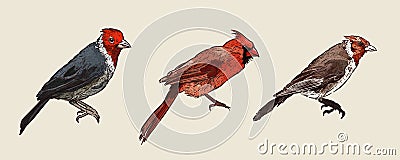 Set of Cardinal Birds, hand draw sketch vector Vector Illustration