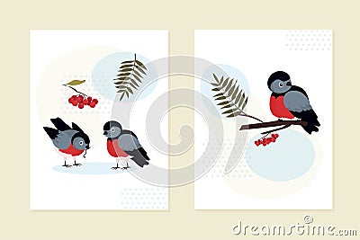 A set of cards invitations. A bullfinch is sitting on a branch of a rowan tree. A pair of birds strolls and eats. Clusters of red Vector Illustration